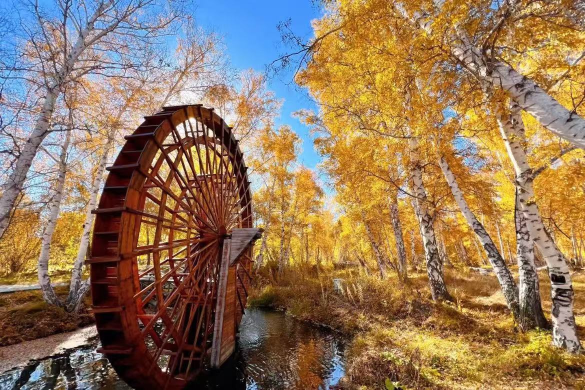 Birch Forest Scenic Area